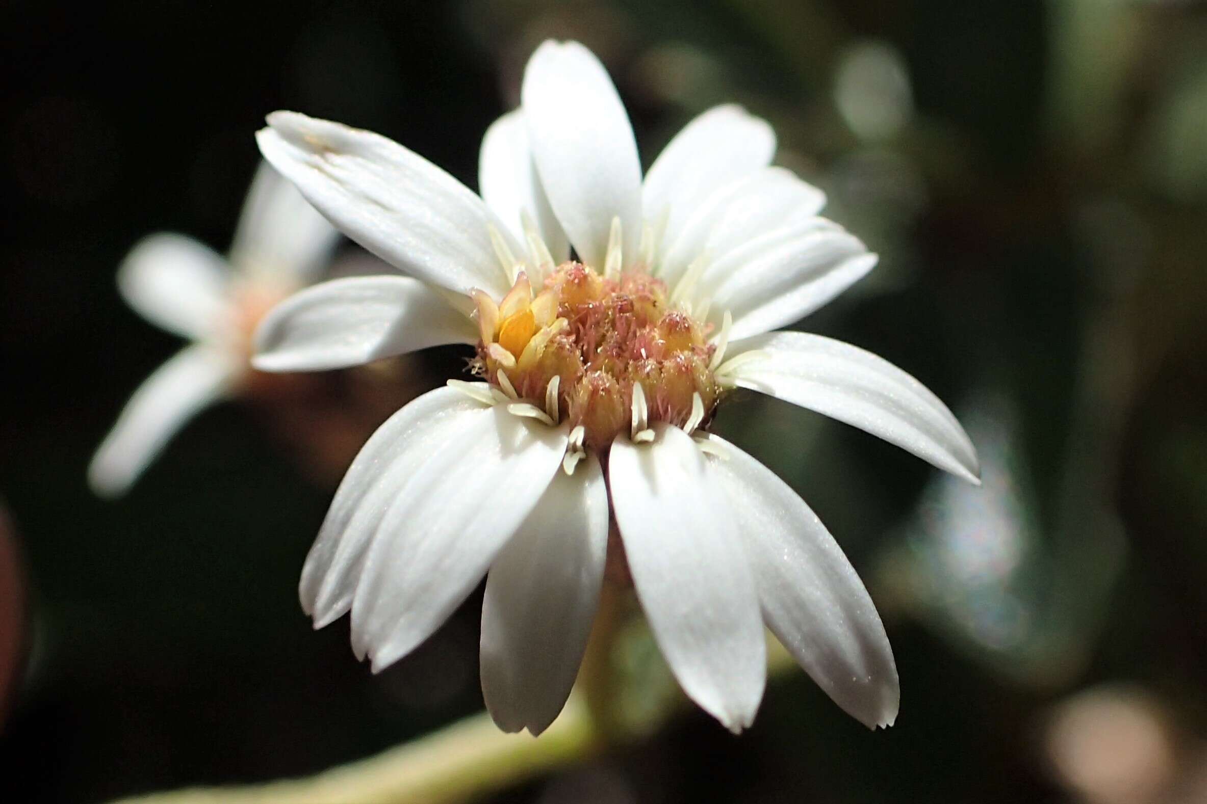 Image of Olearia avicenniifolia (Raoul) Hook. fil.