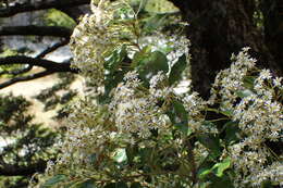 Image of Olearia avicenniifolia (Raoul) Hook. fil.