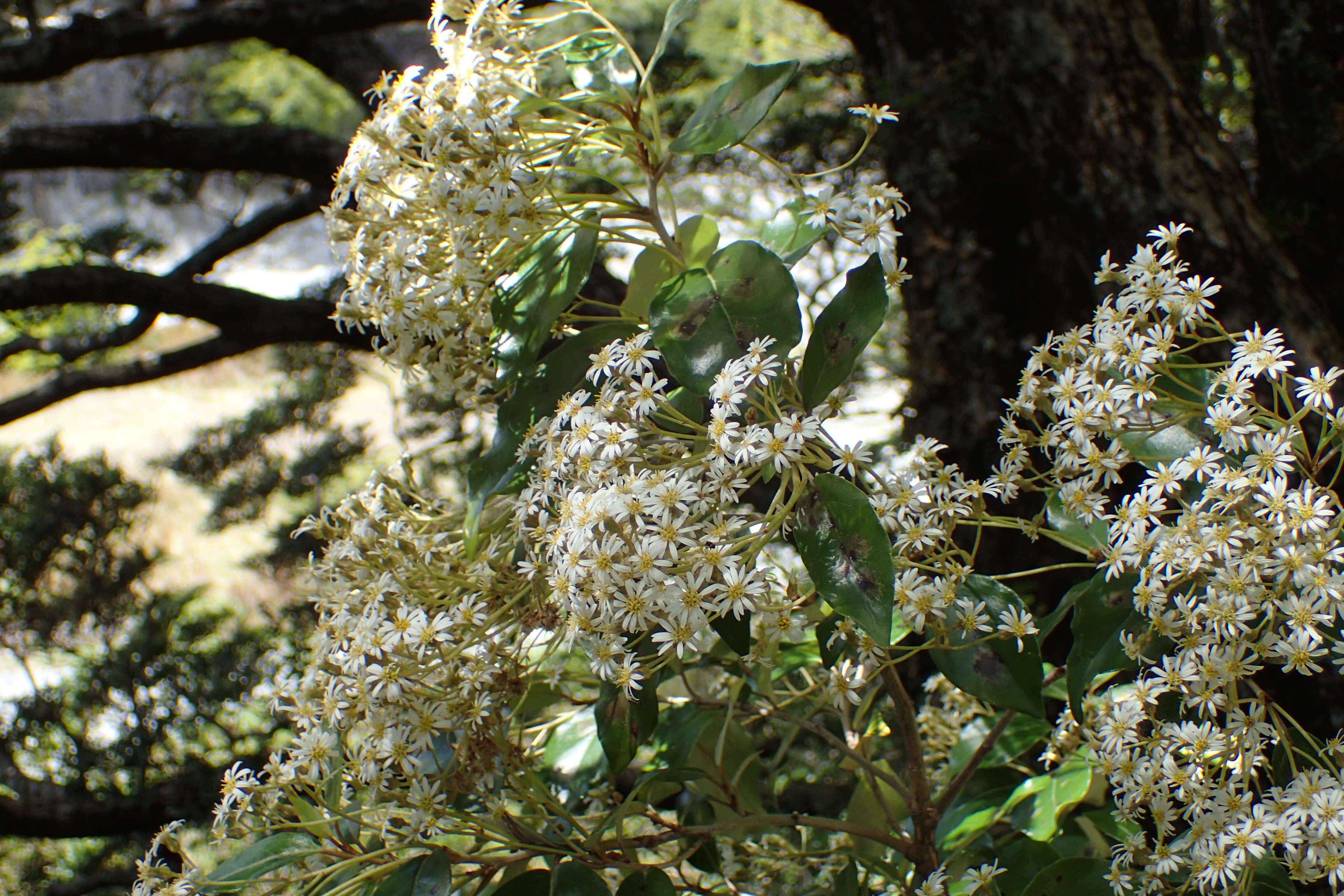 Image of Olearia avicenniifolia (Raoul) Hook. fil.