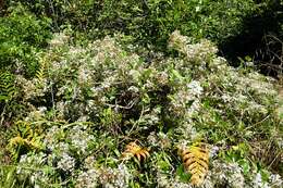 Image of Olearia avicenniifolia (Raoul) Hook. fil.