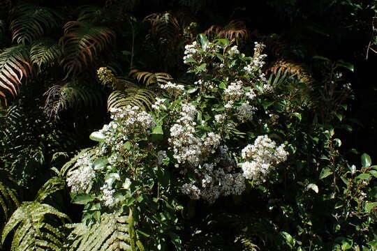 Image of Olearia avicenniifolia (Raoul) Hook. fil.