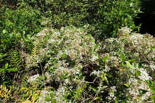 Image of Olearia avicenniifolia (Raoul) Hook. fil.