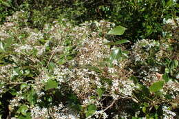 Image of Olearia avicenniifolia (Raoul) Hook. fil.