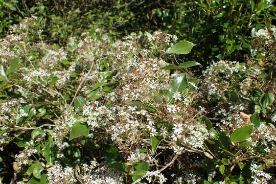 Image of Olearia avicenniifolia (Raoul) Hook. fil.