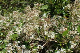 Image of Olearia avicenniifolia (Raoul) Hook. fil.