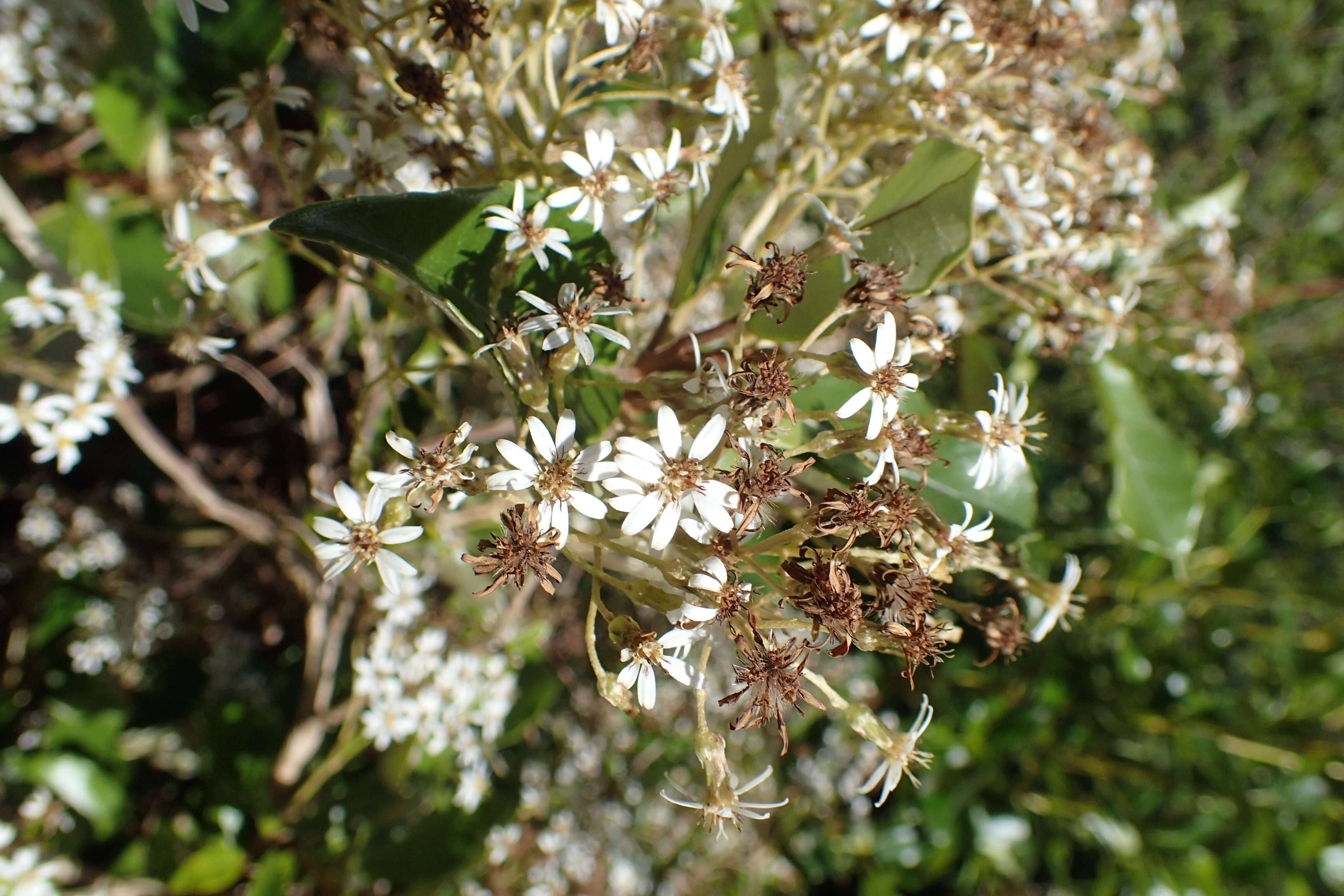 Image of Olearia avicenniifolia (Raoul) Hook. fil.