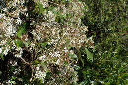 Image of Olearia avicenniifolia (Raoul) Hook. fil.