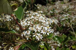 Image of Olearia avicenniifolia (Raoul) Hook. fil.