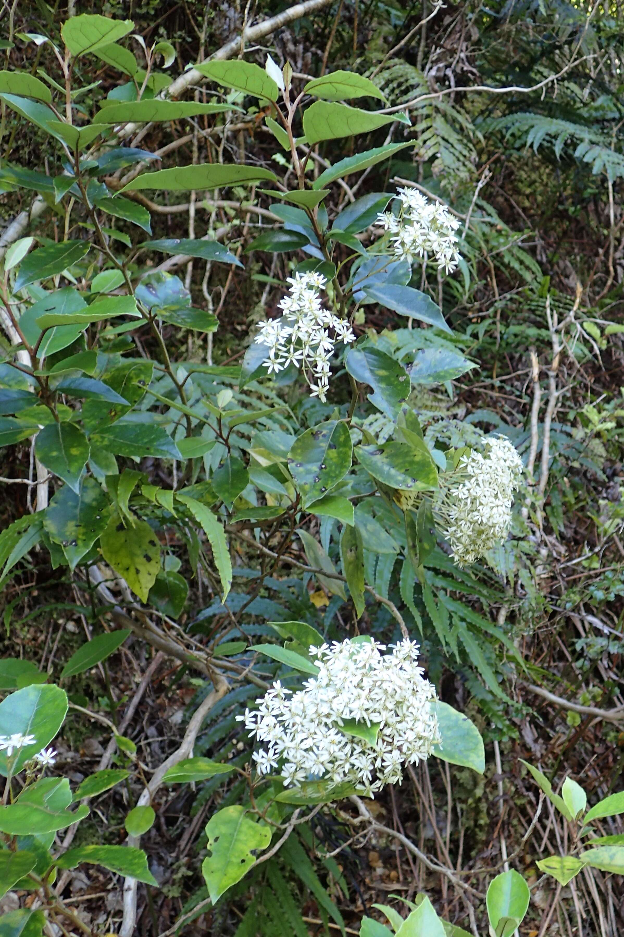 Image of Olearia avicenniifolia (Raoul) Hook. fil.