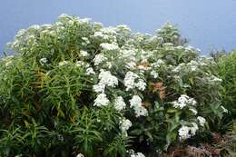 Olearia ilicifolia Hook. fil. resmi