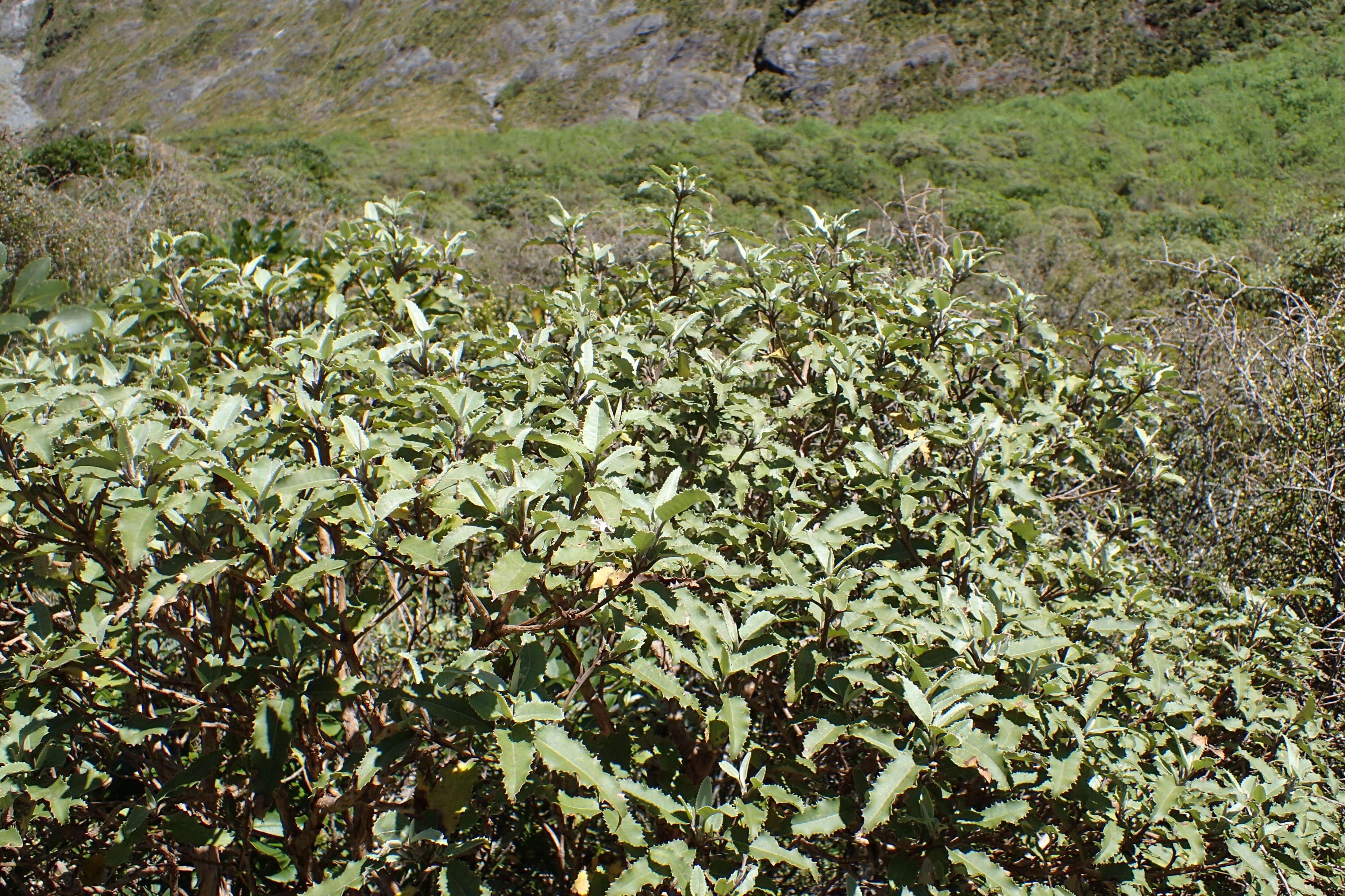 Olearia ilicifolia Hook. fil. resmi