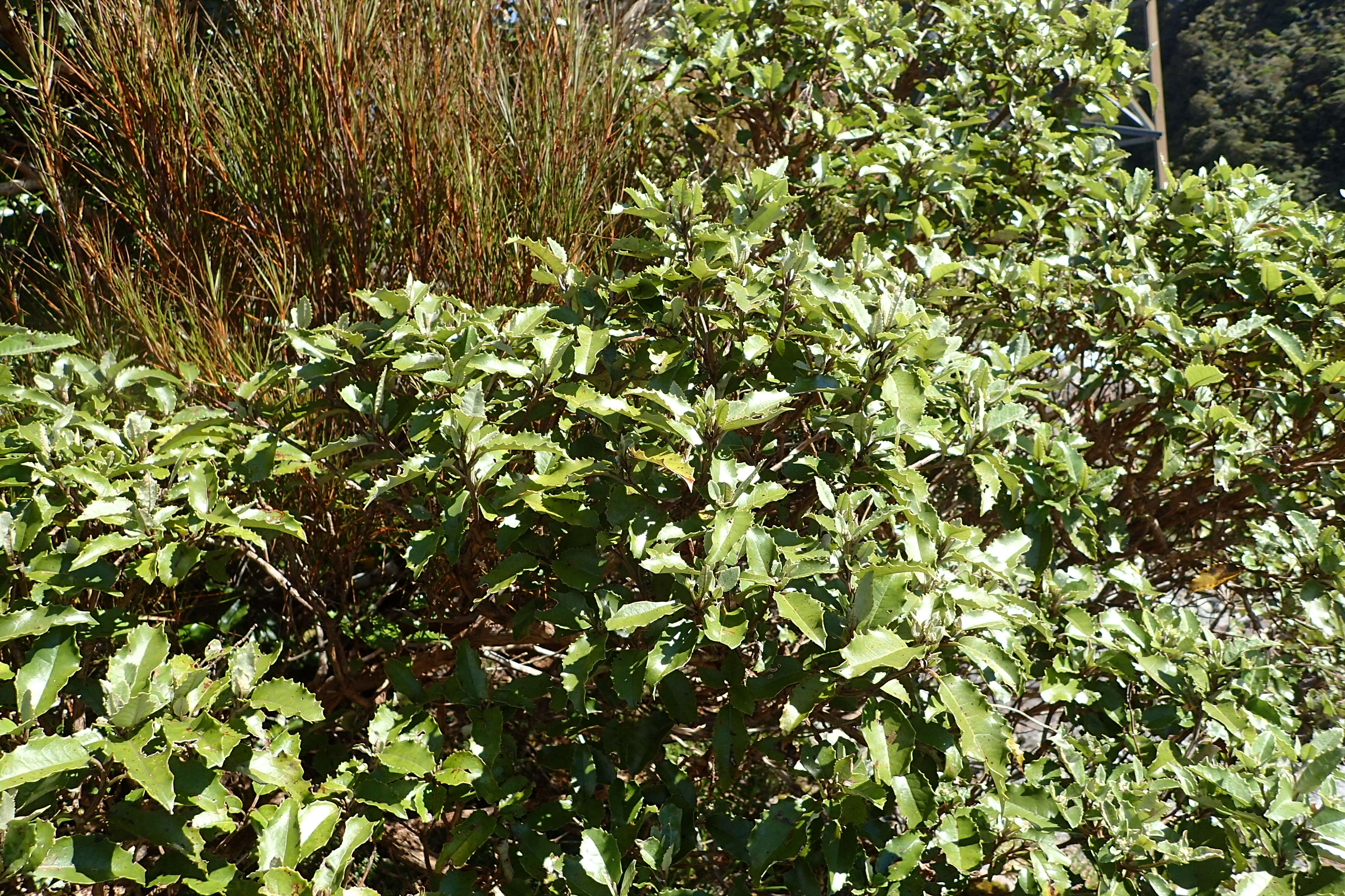 Olearia ilicifolia Hook. fil. resmi