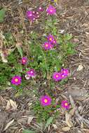 Image of redpurple ragwort