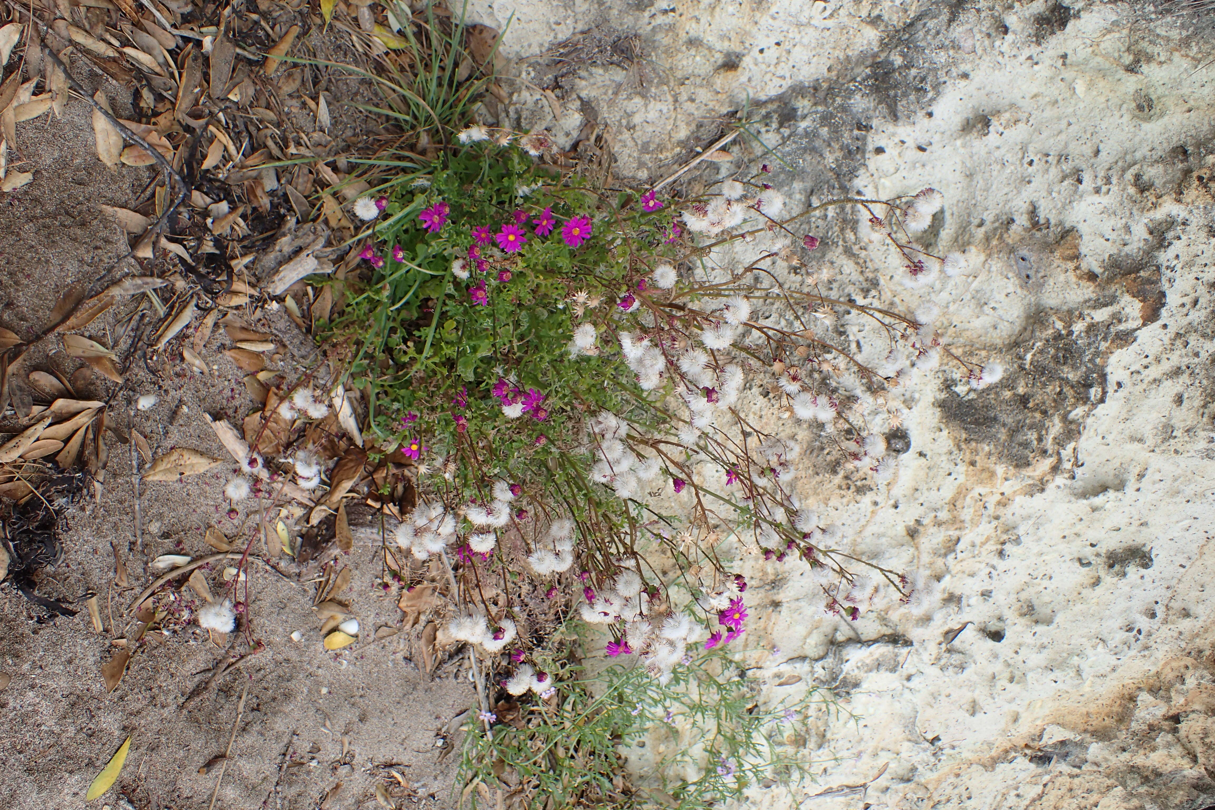 Image of redpurple ragwort