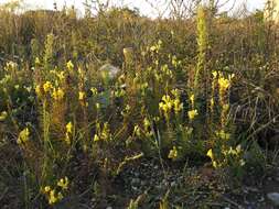 Image of Common Toadflax