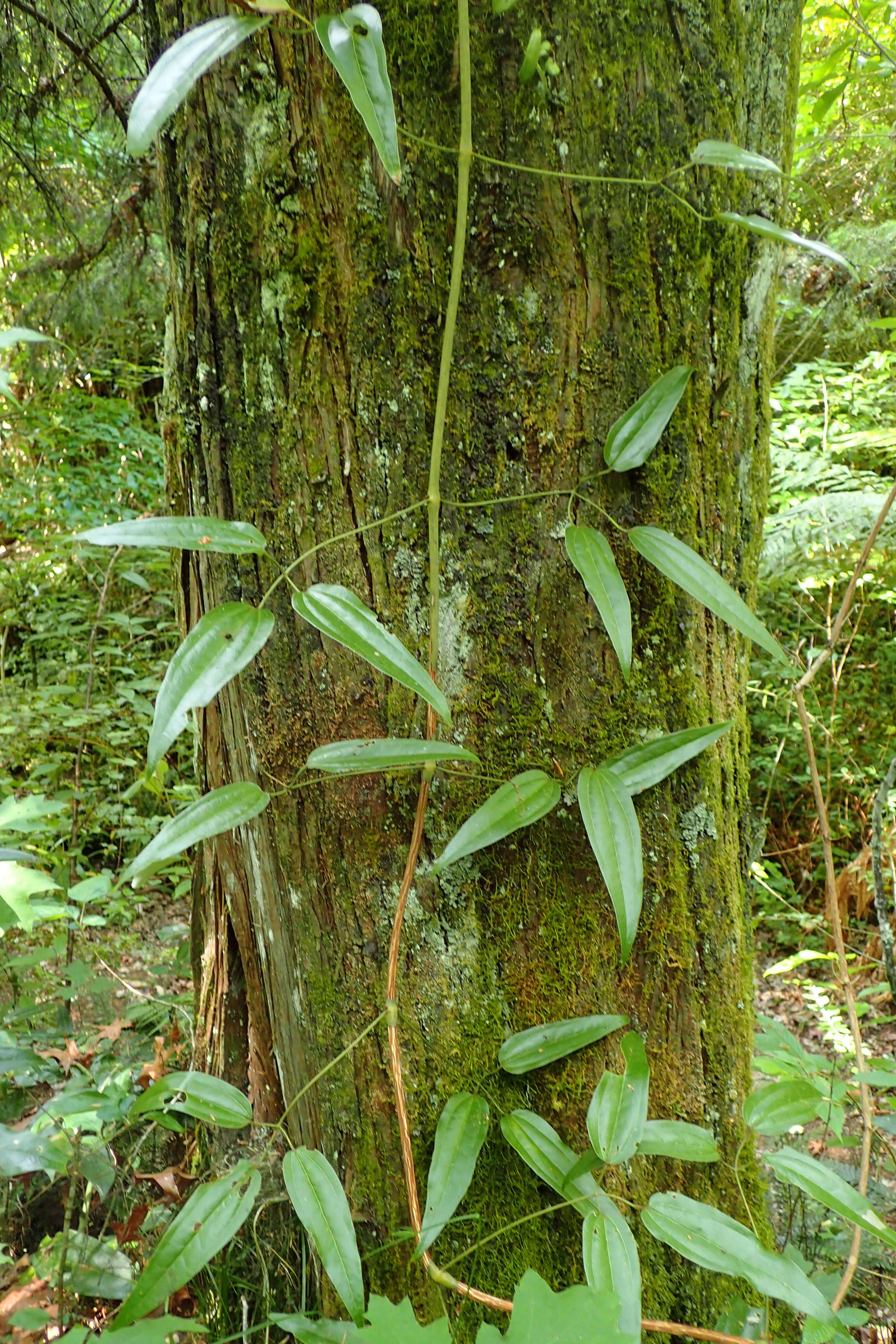 Image of New Zealand clematis