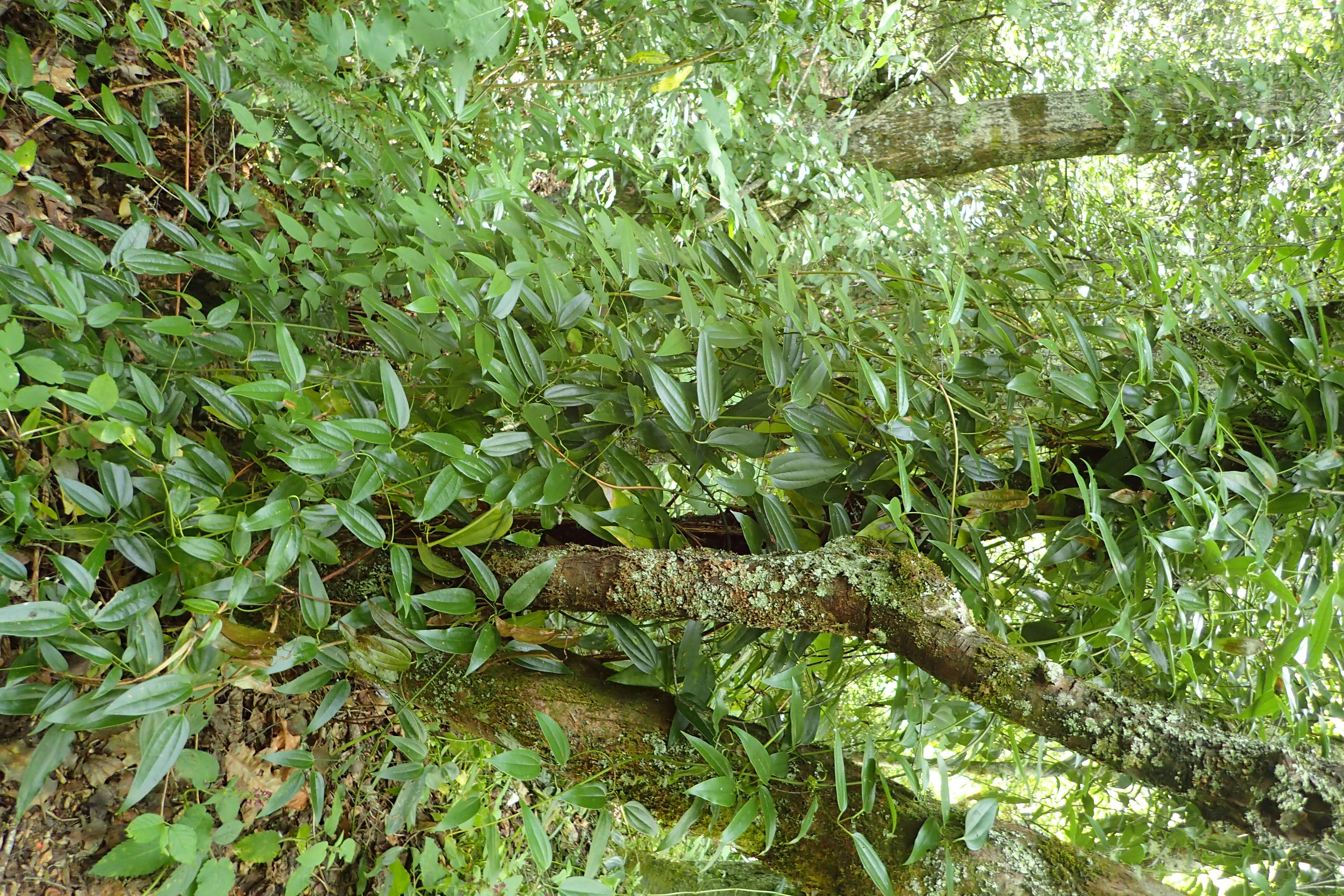 Image of New Zealand clematis