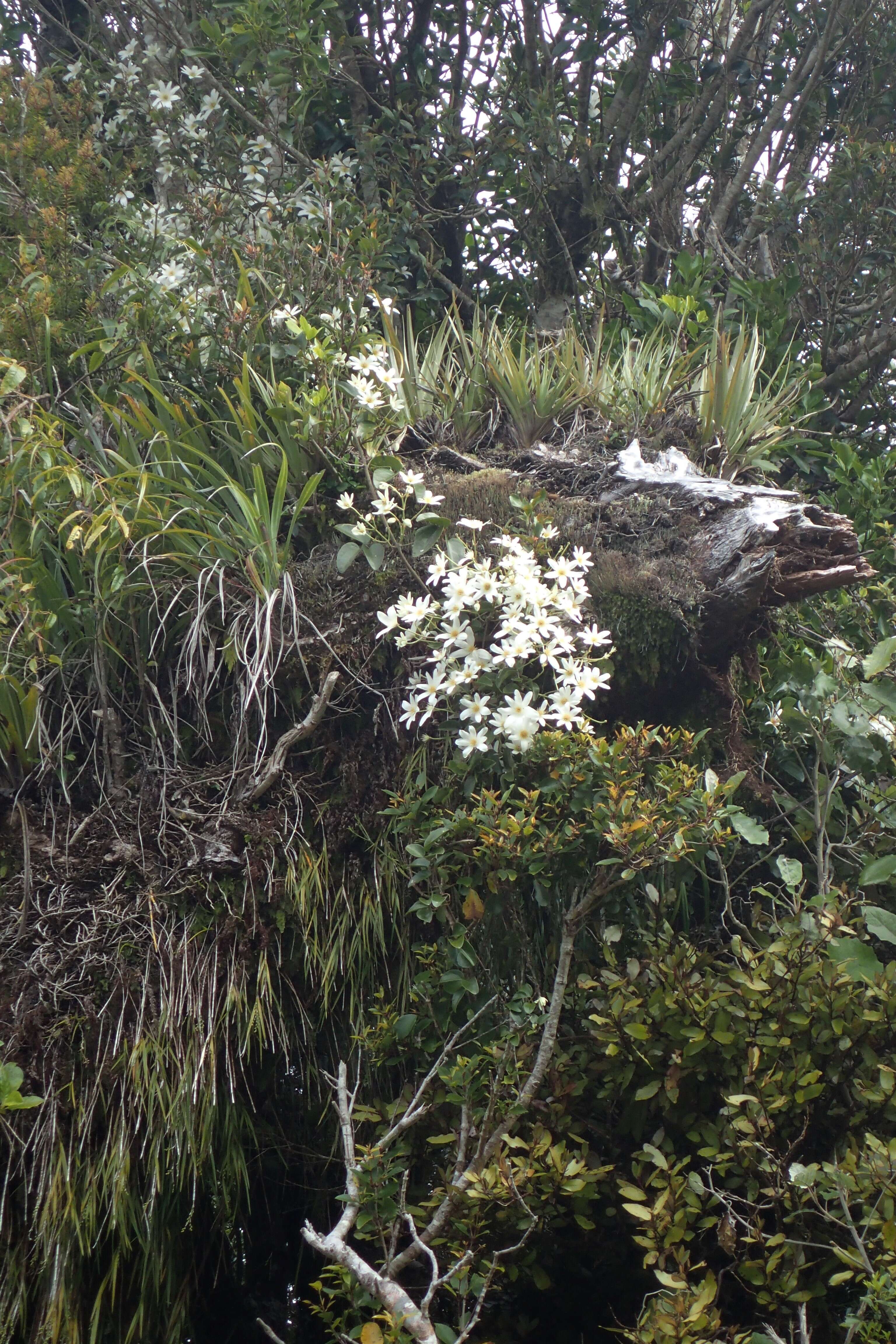 Image of New Zealand clematis