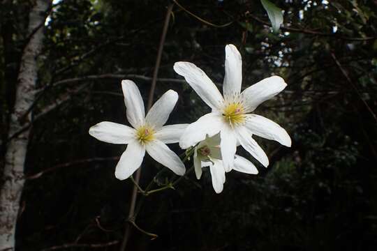 Image of New Zealand clematis