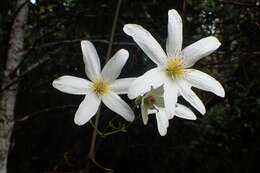 Image of New Zealand clematis