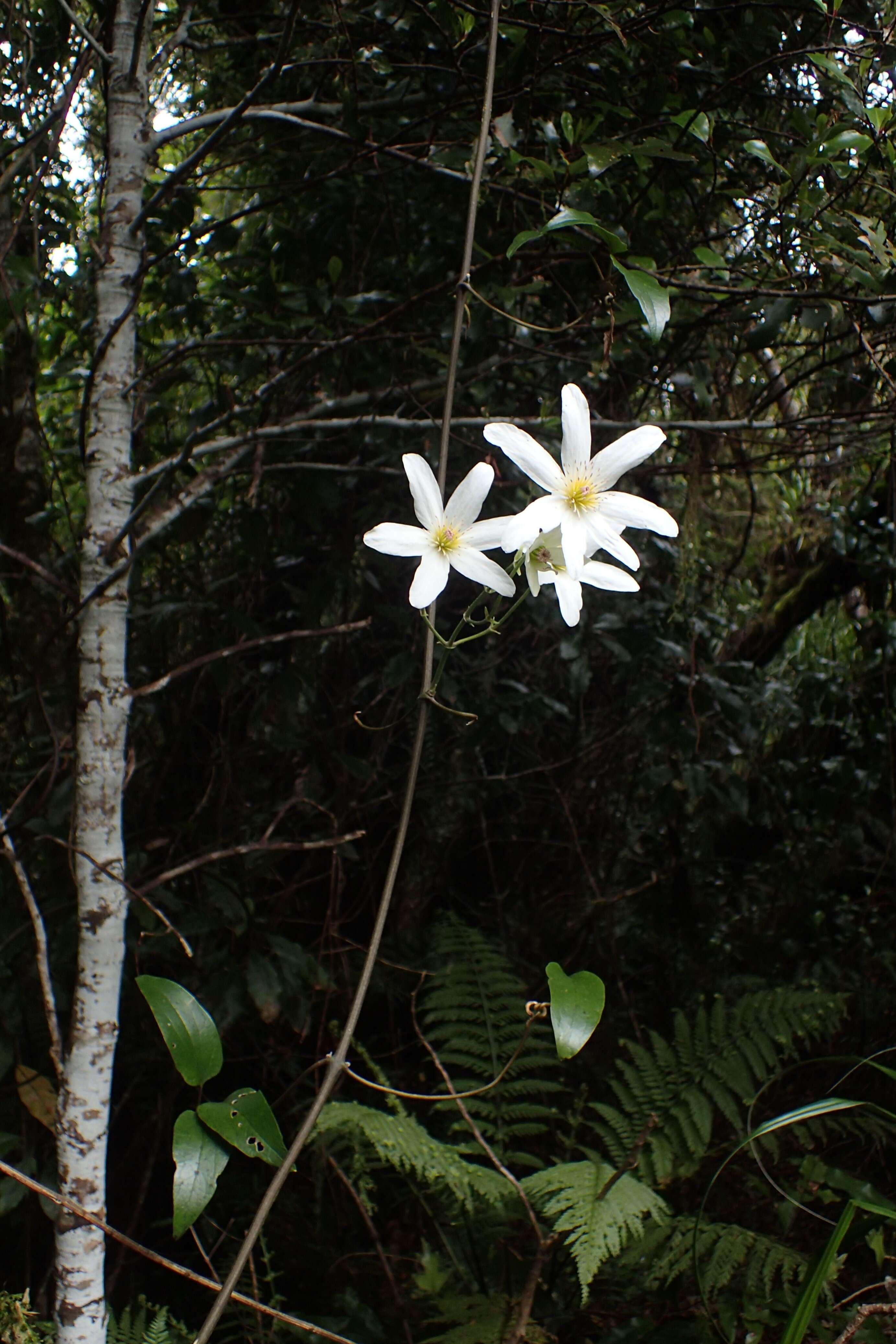 Image of New Zealand clematis