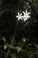 Image of New Zealand clematis