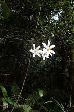 Image of New Zealand clematis