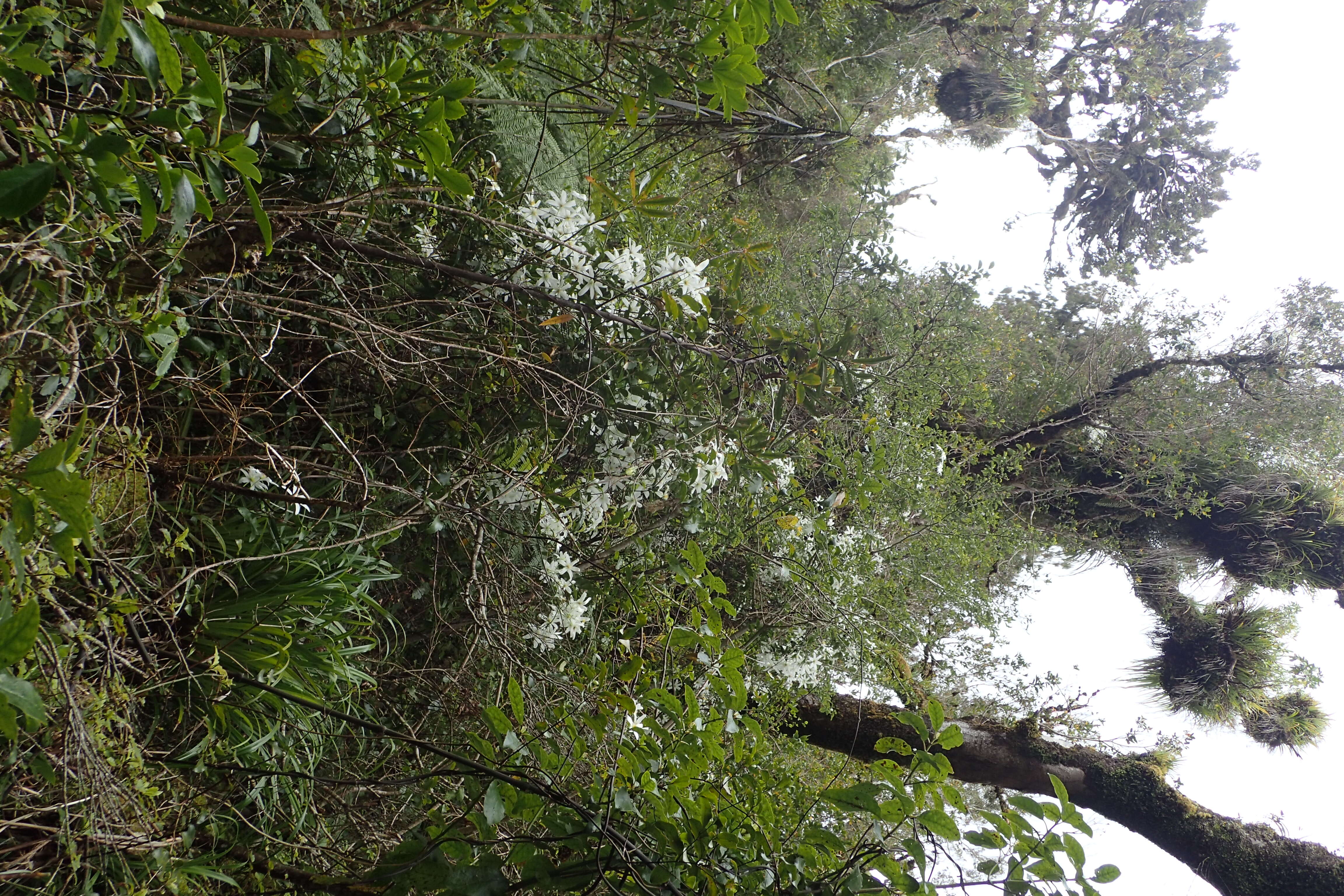 Image of New Zealand clematis