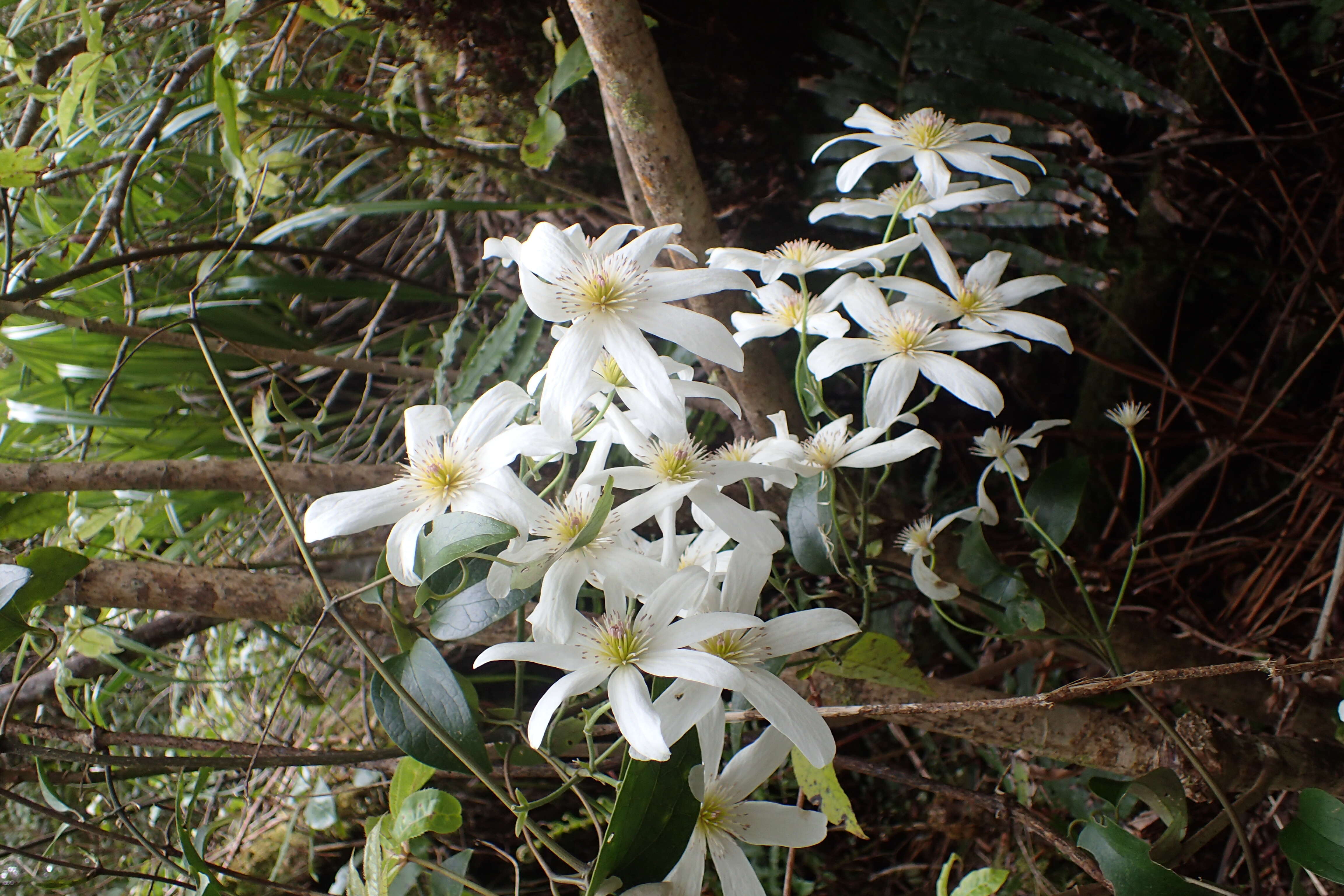 Image of New Zealand clematis