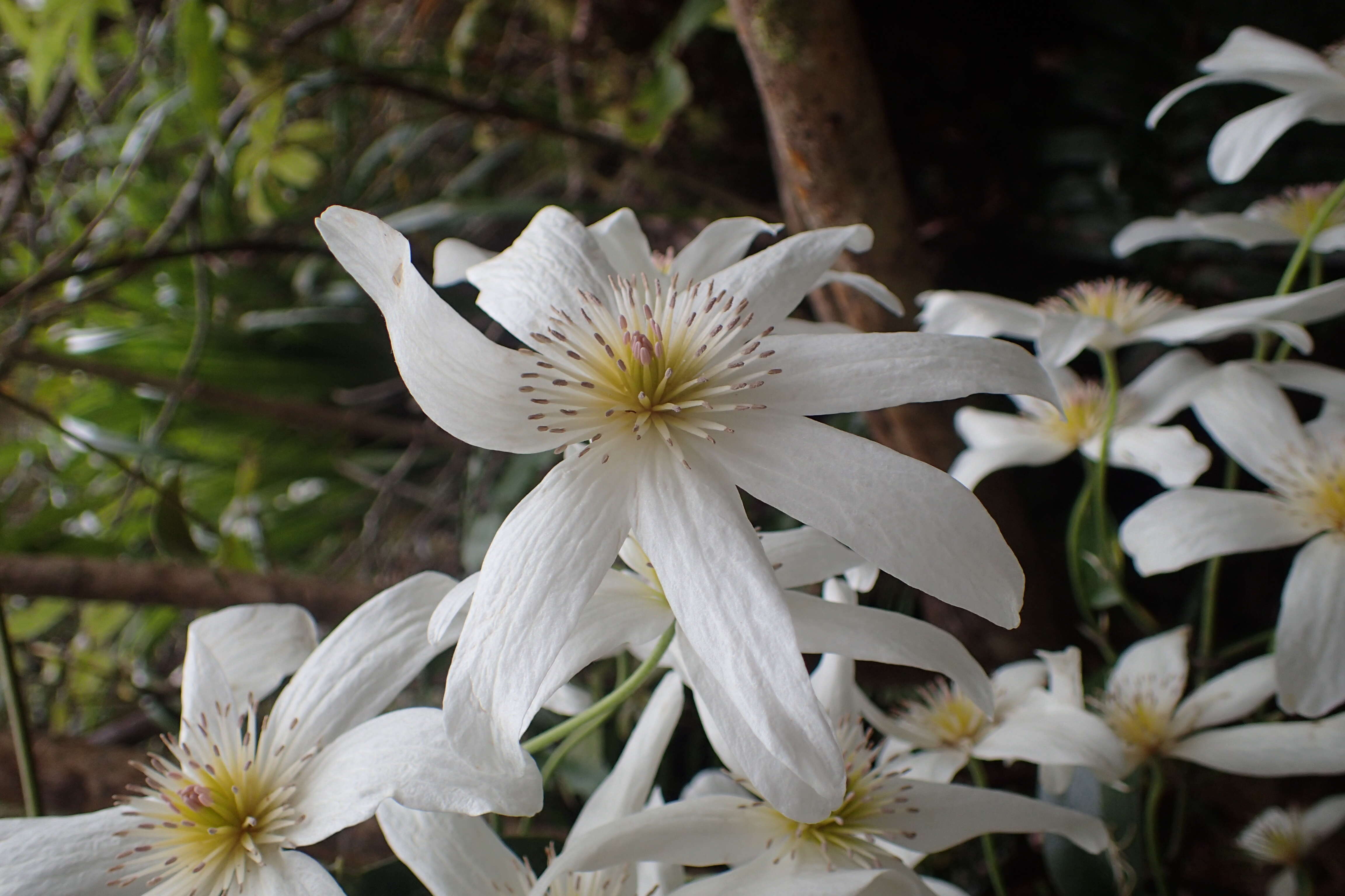 Image of New Zealand clematis