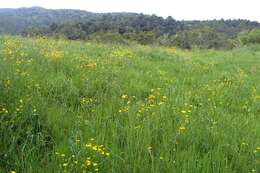 Image of common buttercup