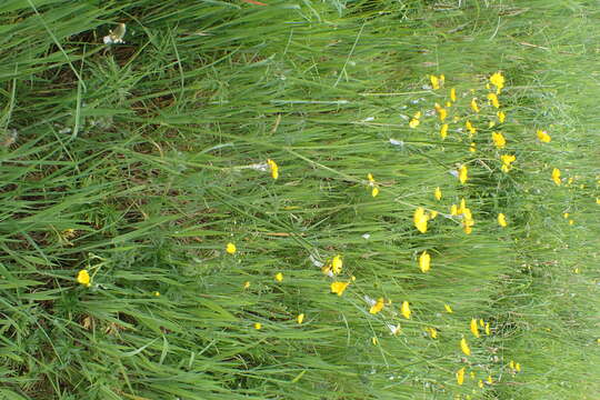 Image of common buttercup