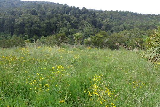 Image of common buttercup