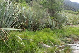 Image of Lesser Spearwort