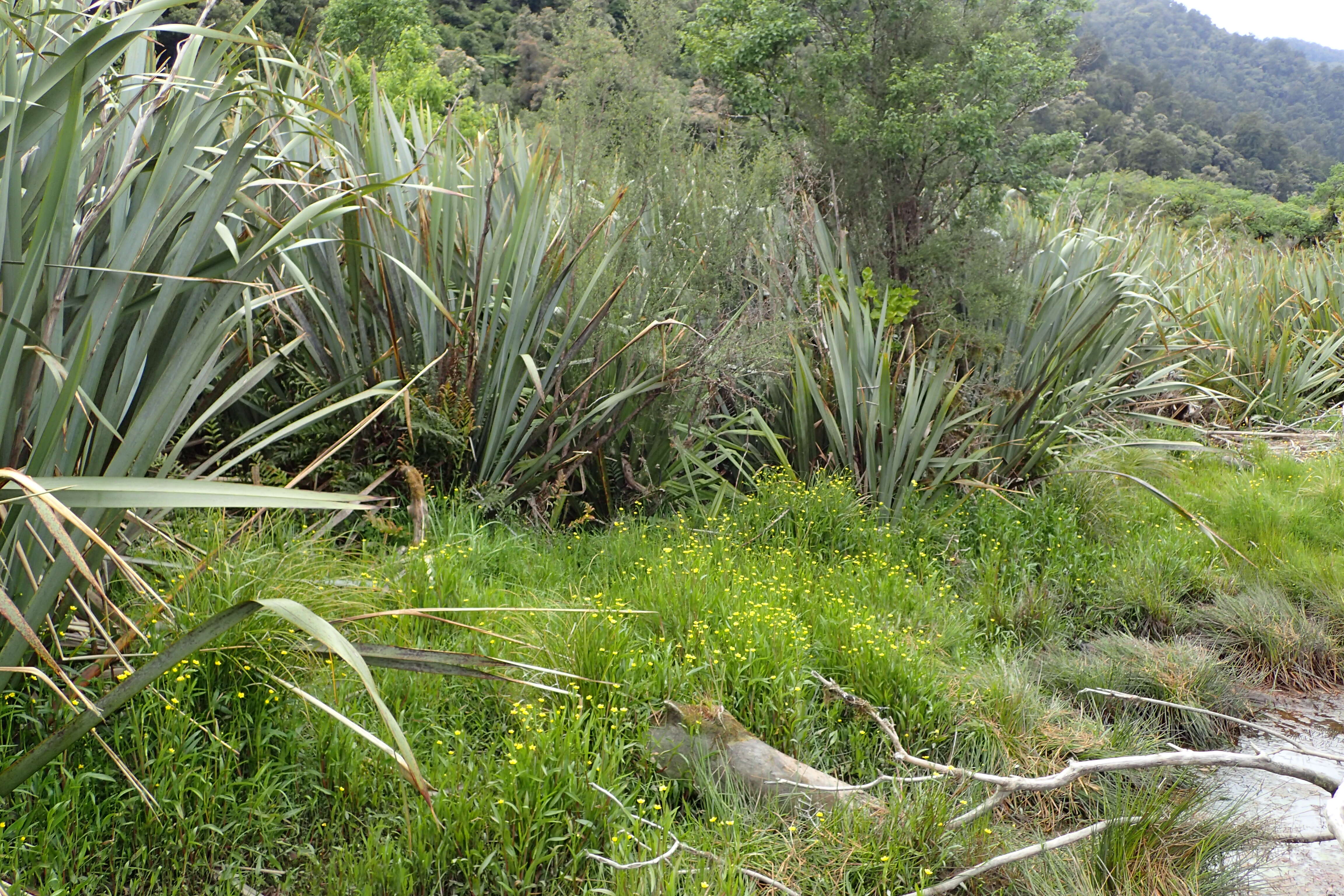 Image of Lesser Spearwort