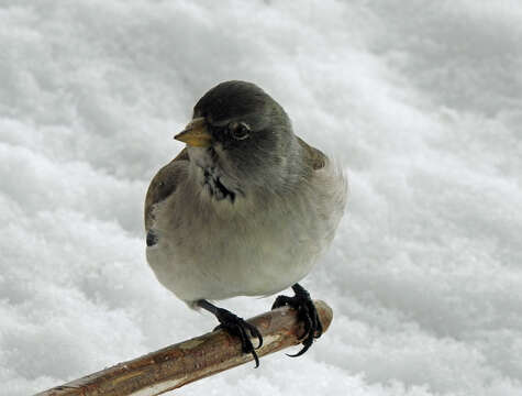 Image of Snow Finch