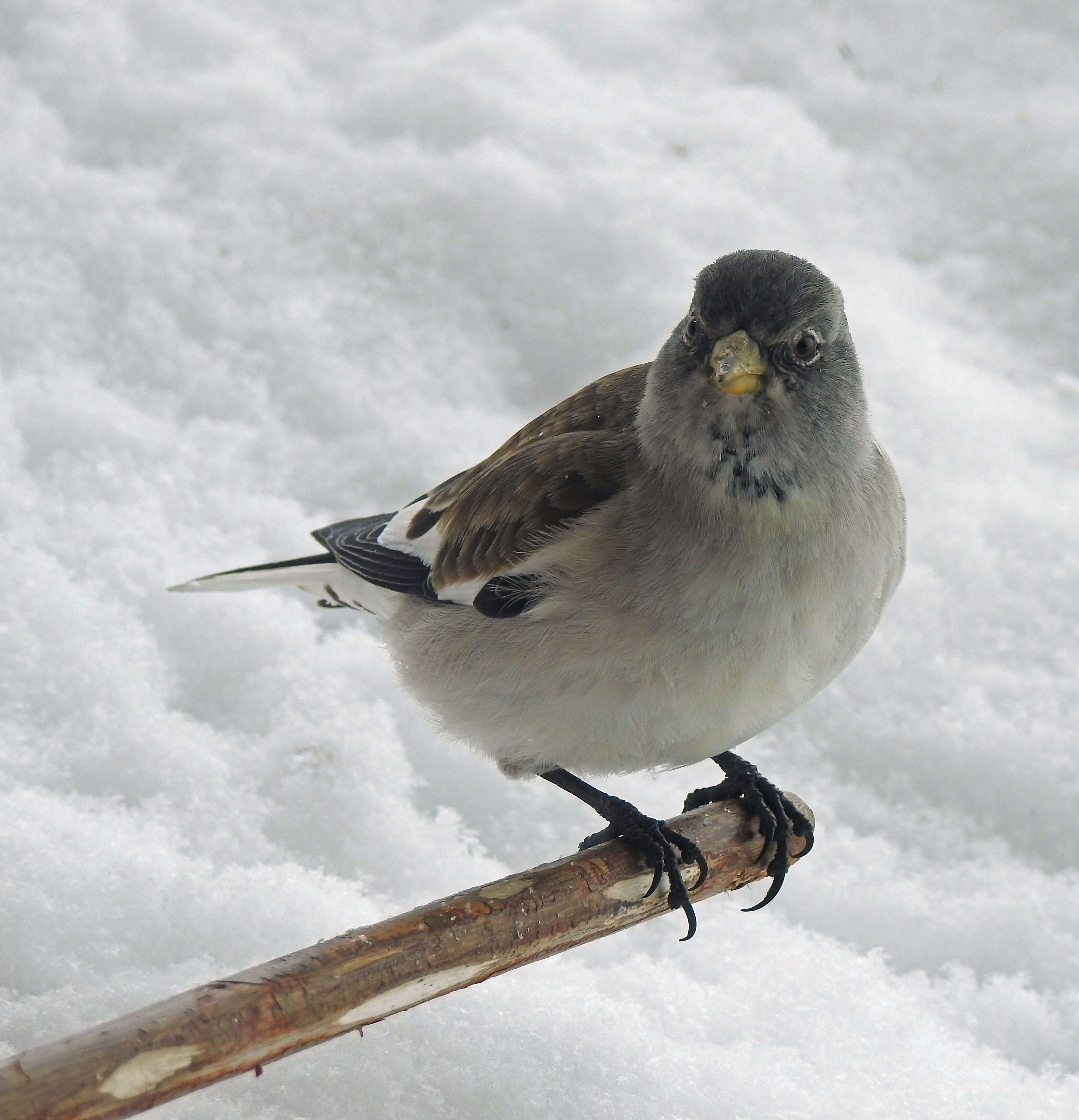 Image of Snow Finch