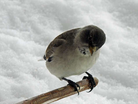 Image of Snow Finch