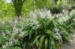 Image of Arthropodium cirrhatum