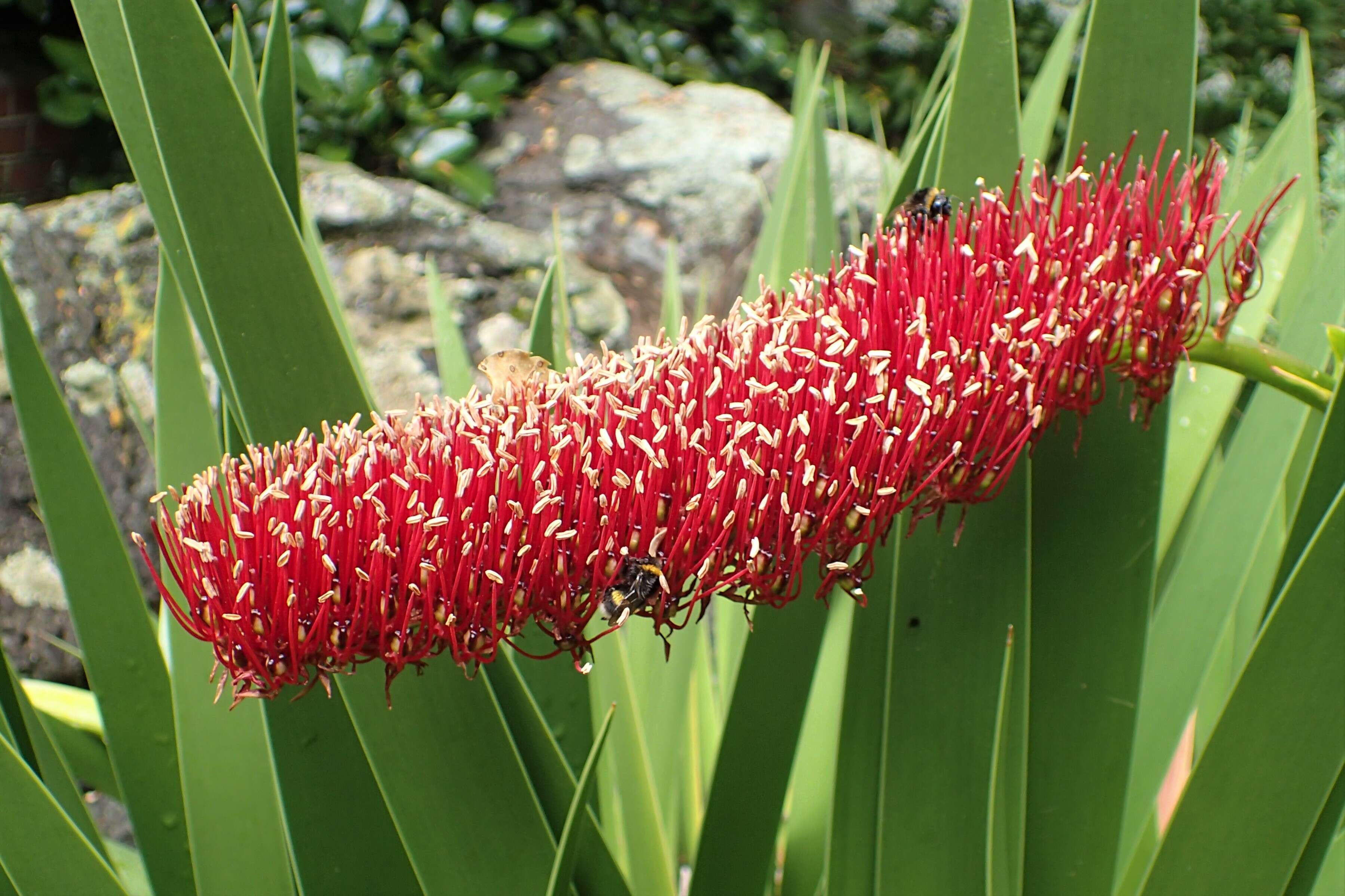 Image of Xeronemataceae