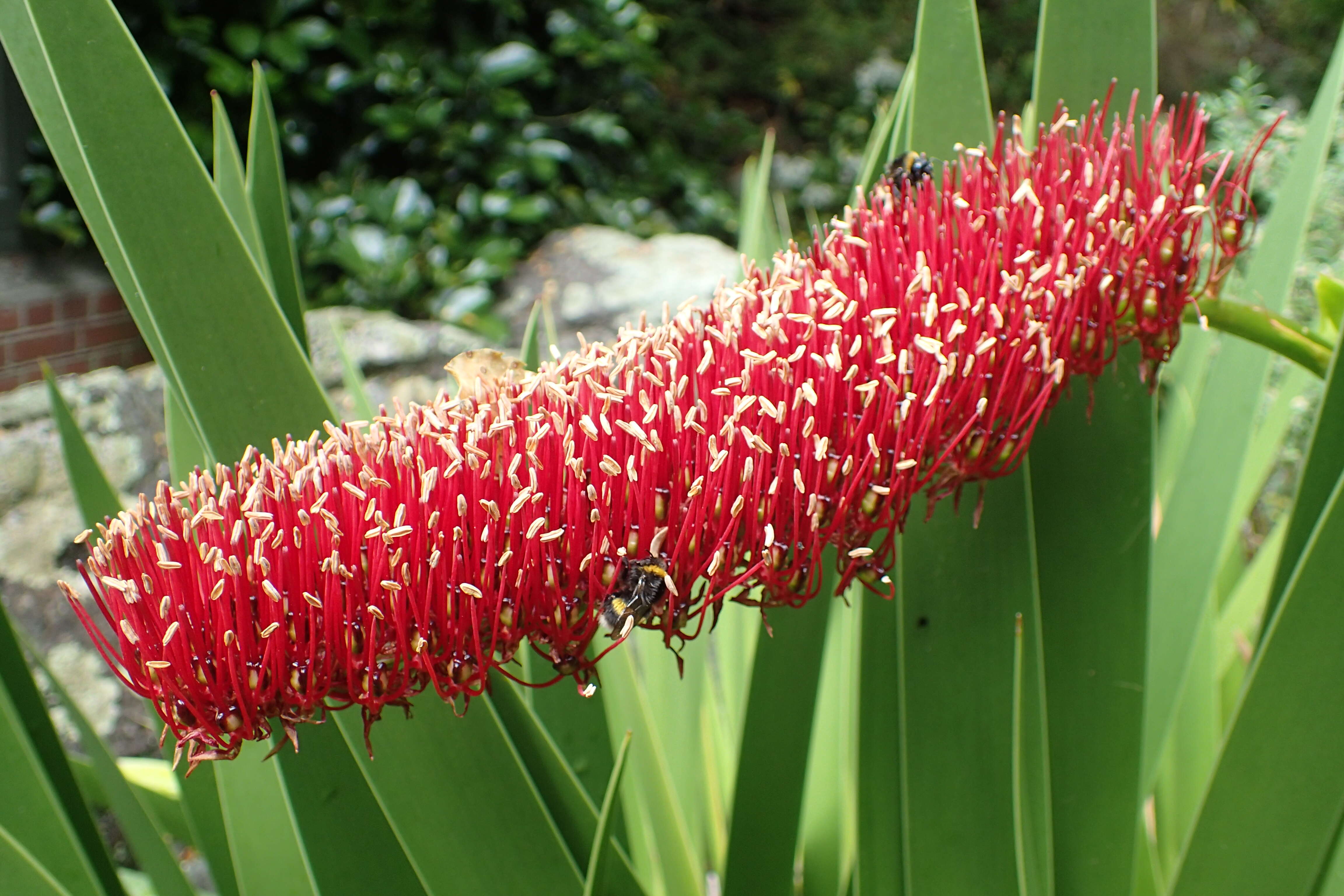 Image de Xeronemataceae