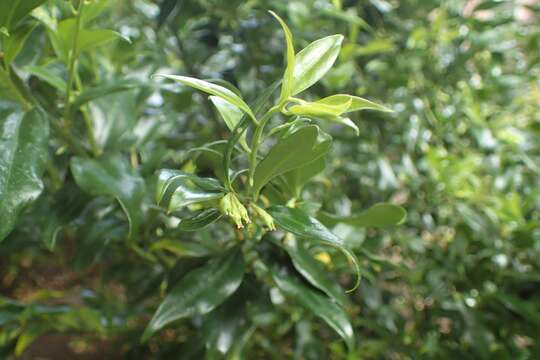 Image of Sarcococca confusa