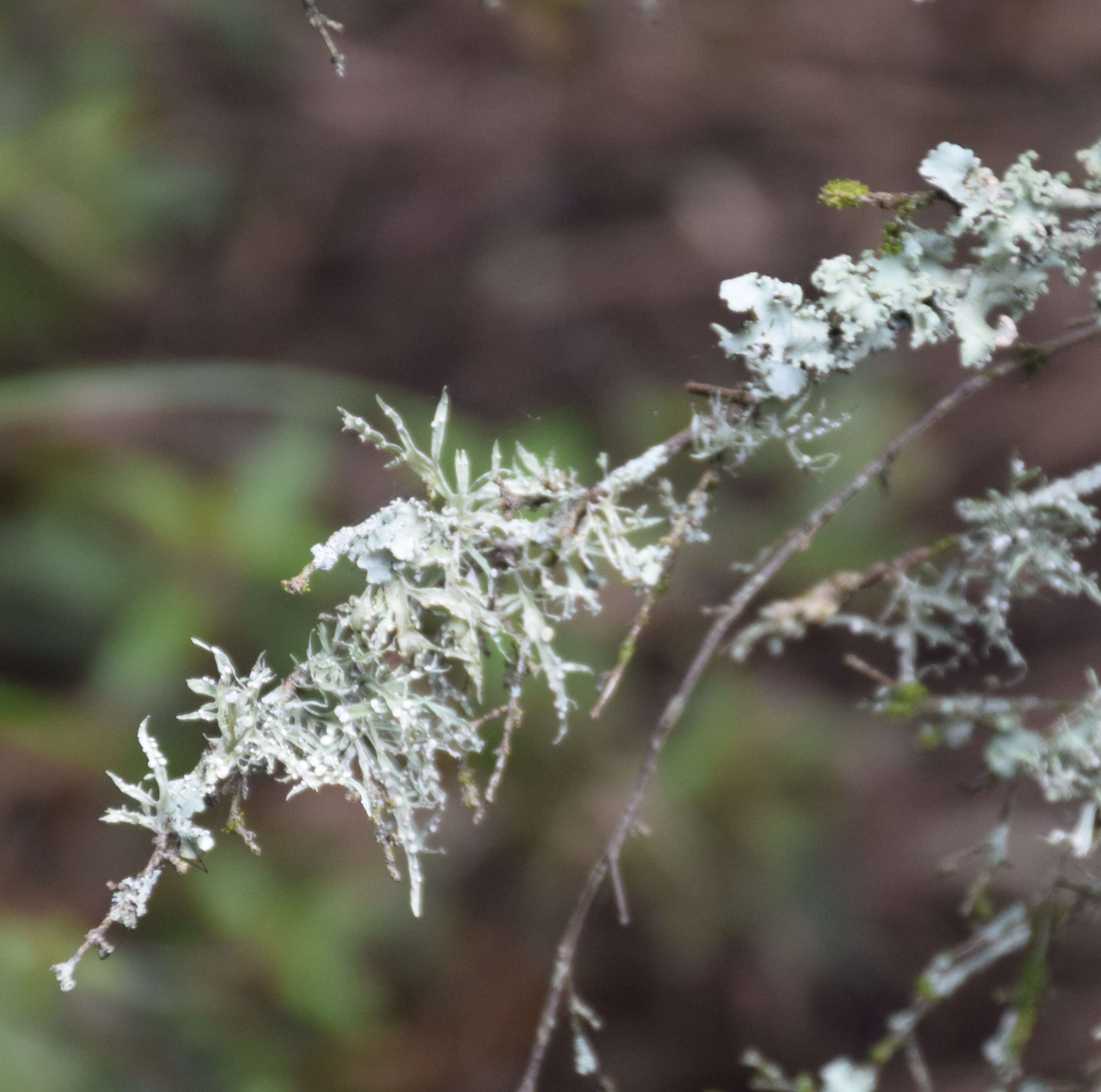 Imagem de Coprosma parviflora Hook. fil.