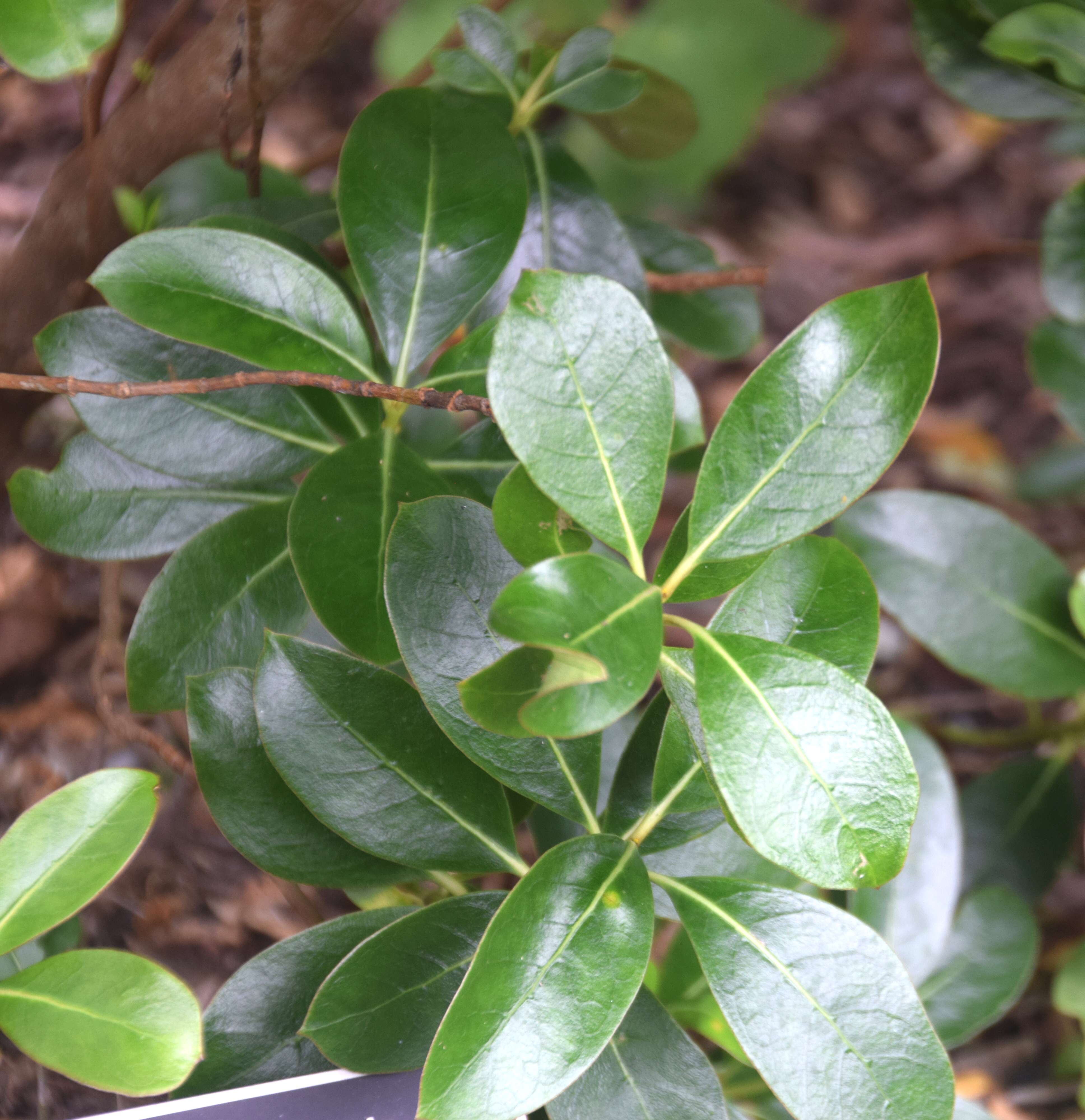 Image of Coprosma lucida J. R. Forst. & G. Forst.