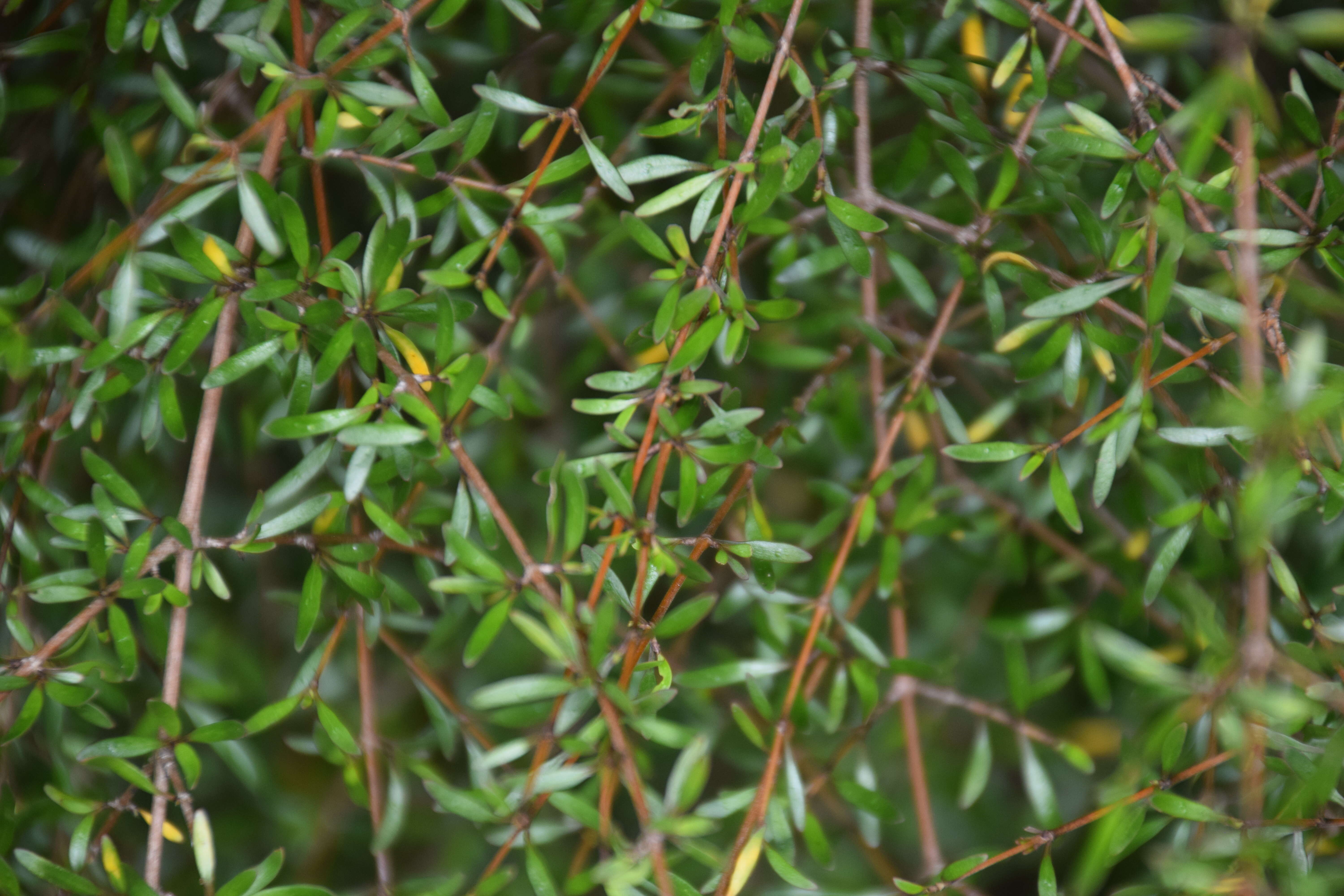 Imagem de Coprosma propinqua A. Cunn.