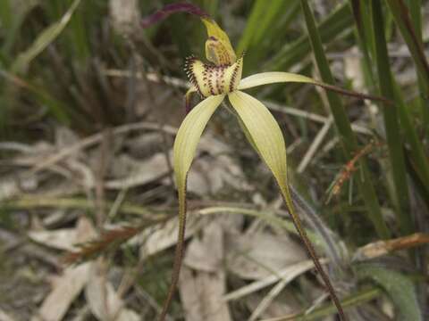 Image of Eastern spider orchid