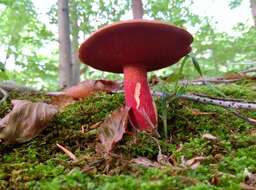 Image of Boletus carminiporus Bessette, Both & Dunaway 1998