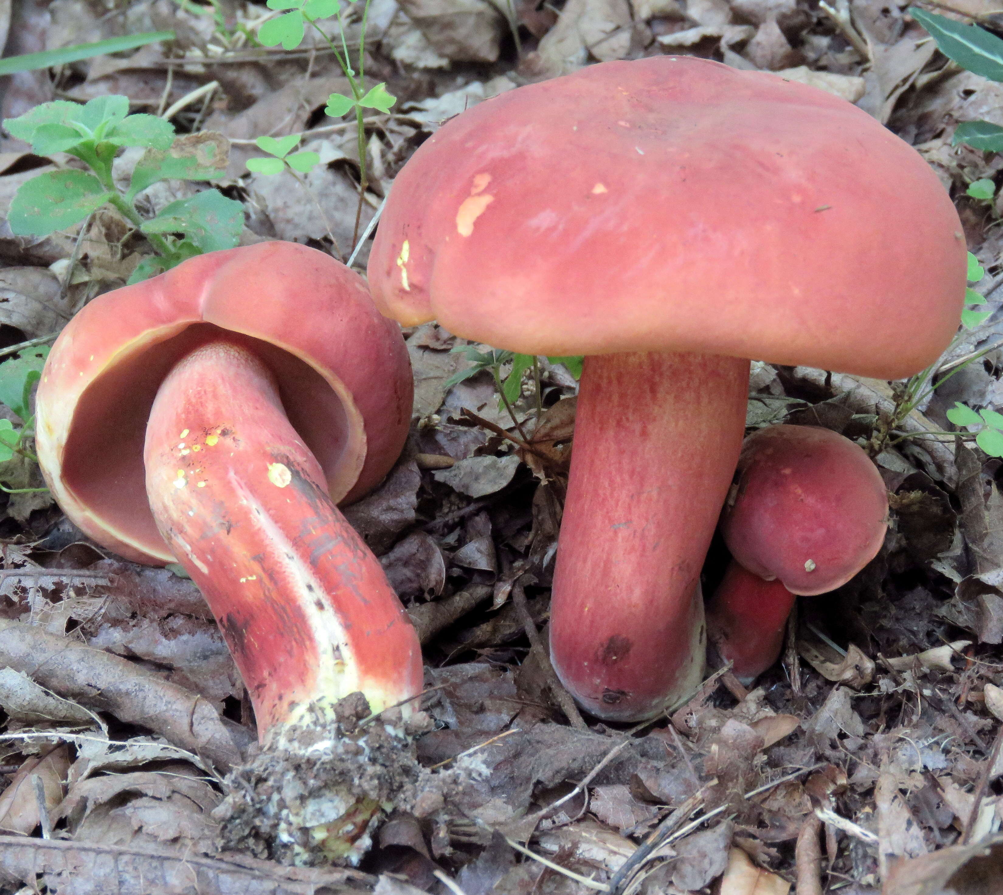 Image of Boletus carminiporus Bessette, Both & Dunaway 1998