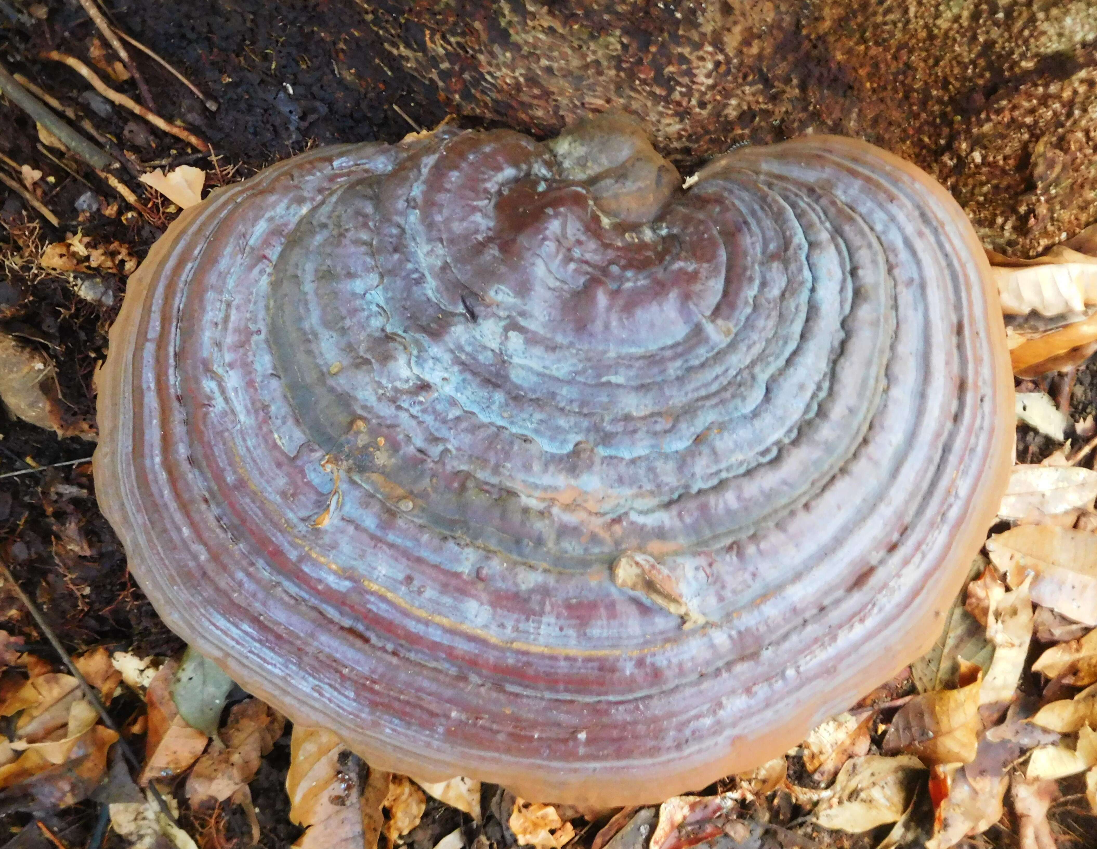 Image of Ganoderma applanatum