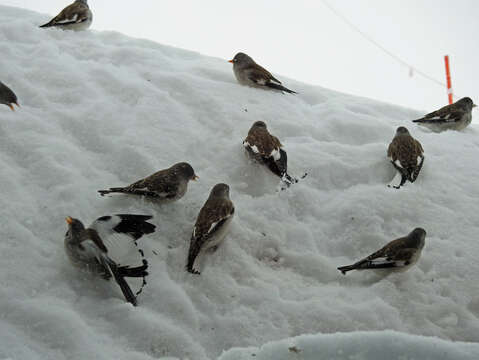 Image of Snow Finch